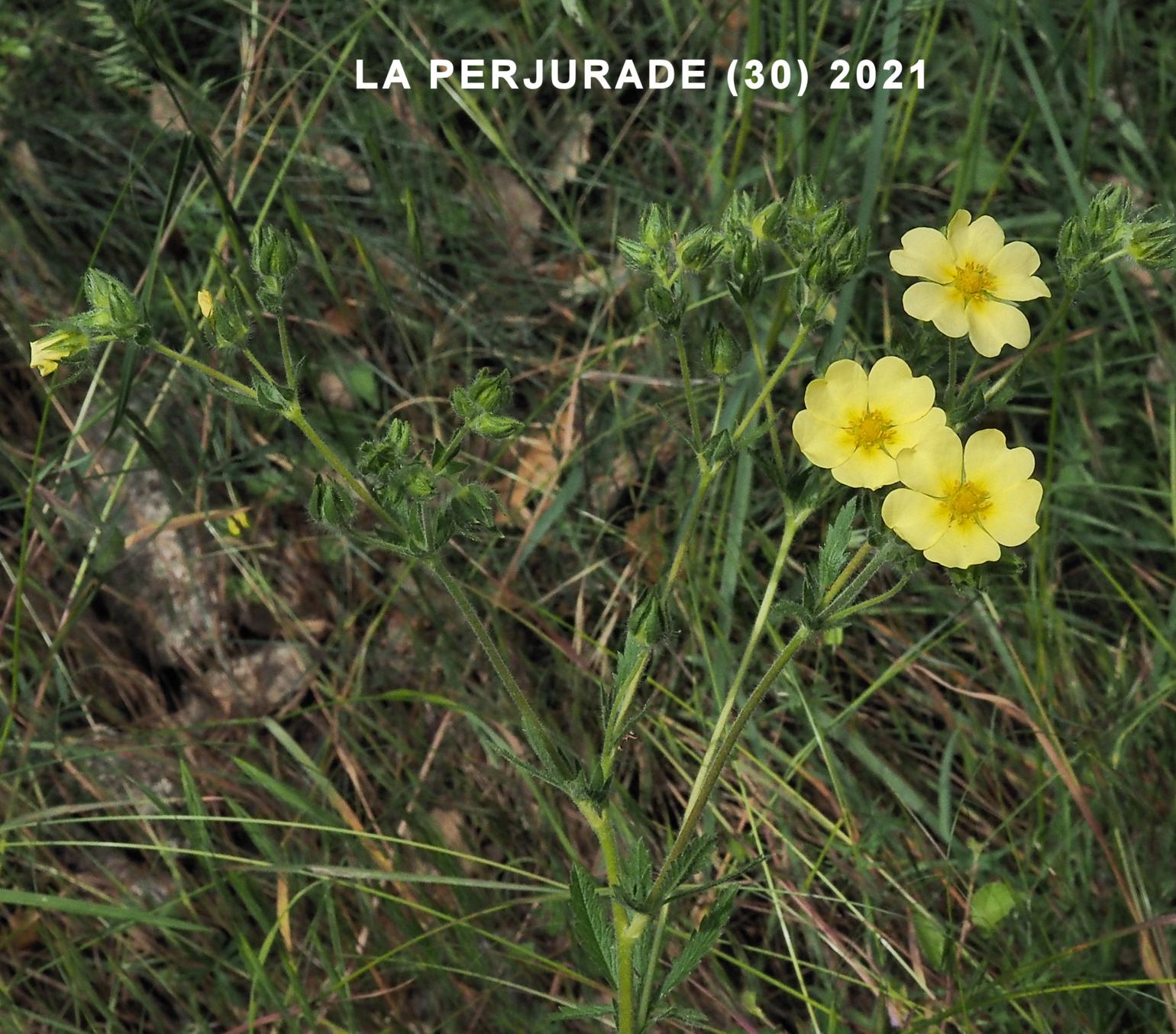 Potentilla, Sulphur